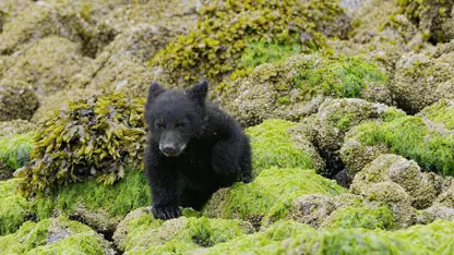 مستند حیات وحش - سفر توله خرس به ساحل