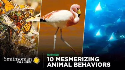 مستند حیات وحش - رفتارهای مسحور کننده حیوانات در یک ویدیو