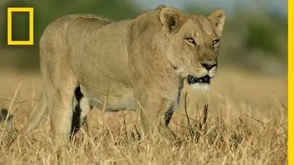 صحنه های تماشایی از شکار بوفالو توسط شیر ها