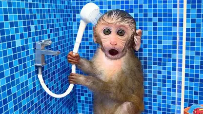میمون در حال حمام کردن