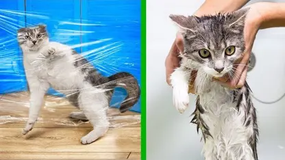 14 ترفند جالب کاردستی برای گربه های خانگی