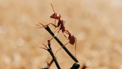 مستند حیات وحش - دنیای کوچک حشرات در یک نگاه