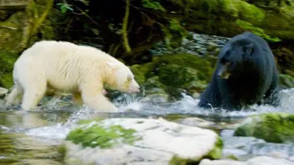 محافظت خرس مادر از توله هایش در برابر خرس سیاه بزرگ
