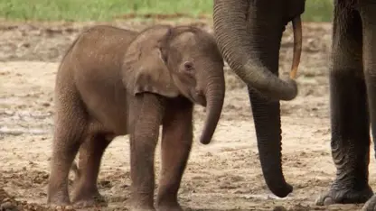 مستند حیات وحش - گوساله فیل گمشده در یک ویدیو