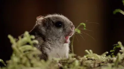 مستند حیات وحش - سنجاب های پرواز در یک ویدیو