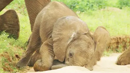 دیدنی از بچه فیل های تازه بدنیا امده