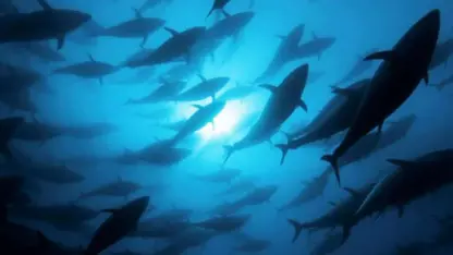 مستند حیات وحش با موضوع - ردیابی ماهی تن آبی
