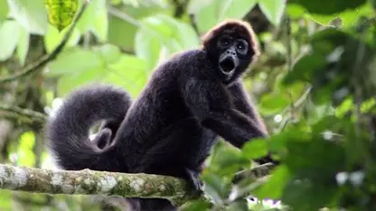 مستند حیات وحش - میمون عنکبوتی اکوادور در یک ویدیو