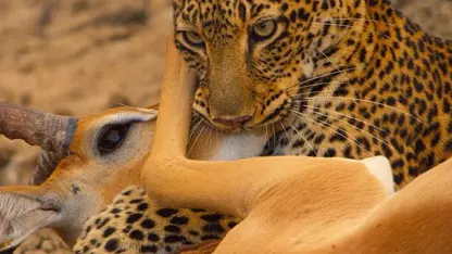 مستند حیات وحش - شکار impala توسط پلنگ در یک ویدیو