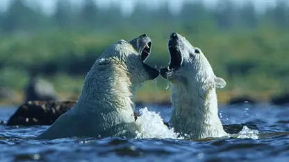 تصاویری دیدنی از مبارزه خرس های قطبی در اب