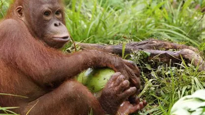 دیدنی از نارگیل خوردن اورانگوتان ها
