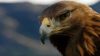 مستند حیات وحش - عقاب های فوق العاده در یک نگاه