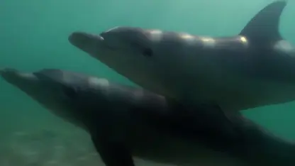 مستند حیات وحش - ماهیگیری به بچه دلفین در یک نگاه
