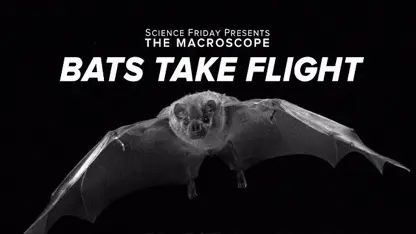 پرواز خفاش - پیچیده تر از سایر پرندگان