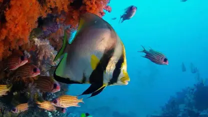 مستند حیات وحش - فیلم خیره کننده زیر آب
