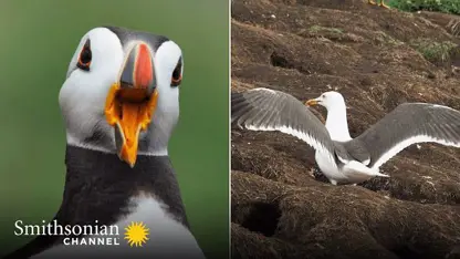 مستند حیات وحش - دزدیدن مرغ های دریایی در یک ویدیو