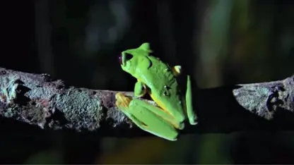 مستند حیات وحش - بهترین قورباغه ها در یک ویدیو