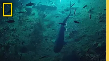 مستند حیات وحش - کوسه دریای عمیق در یک ویدیو