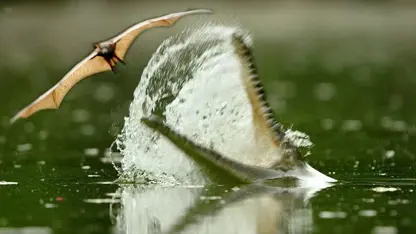 مستند حیات وحش - رودخانه پر از تمساح در یک ویدیو