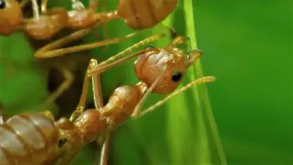 مستند حیات وحش - تصاویر شگفت انگیز از دنیای مورچه ها