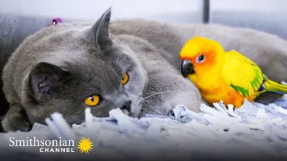 مستند حیات وحش - گربه بدخلق 🦜🐈‍⬛ در یک ویدیو