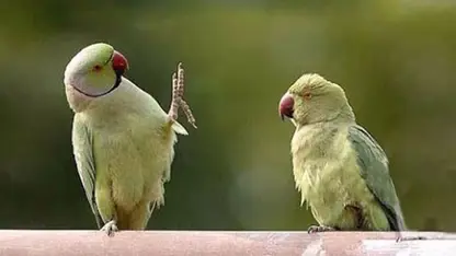 صحنه های خنده دار از طوطی ها در یک نگاه