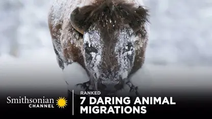 مستند حیات وحش - متهورانه حیوانات در یک ویدیو