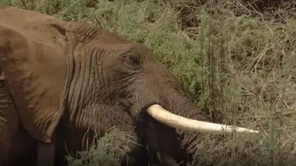 کلیپ حیات وحش - نجات زندگی یک فیل در کنیا