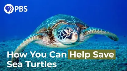 کارهایی برای نجات لاکپشت های دریایی