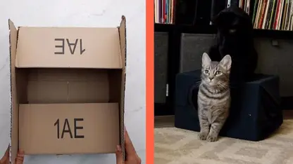 ترفندهای جالب برای ساختن باکس گربه خانگی