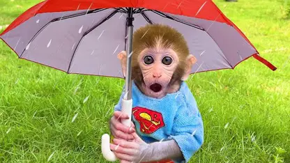 میمون با باران ملاقات کرد برای سرگرمی