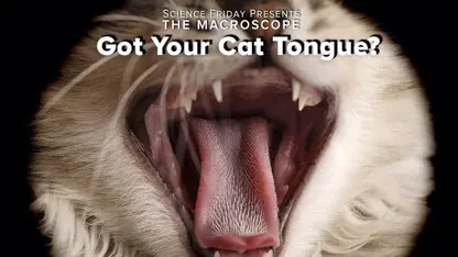 اشنایی کامل با جنس زبان گربه توسط ازمایش های معتبر