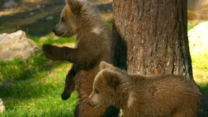 مستند حیات وحش - توله خرس قهوه ای در یک نگاه