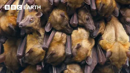 فیلمبرداری از خفاش ها در یک نگاه