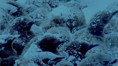مستند حیات وحش - گرم نگه داشتن تخم پنگوئن ها در یخبندان
