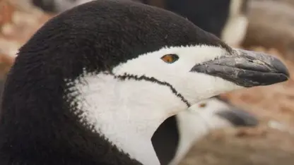 مستند حیات وحش - قسمت کثیف پنگوئن ها در یک نگاه