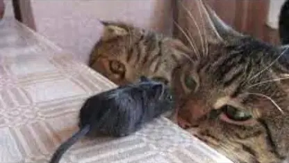 زندگی واقعی موش و گربه