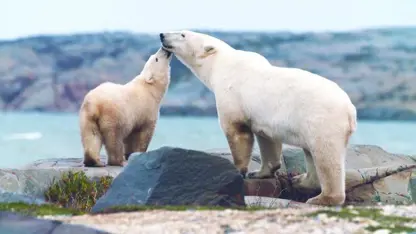 مستند حیات وحش - حفاظت از خانه قطبی