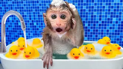 برنامه کودک بچه میمون - در حمام دوش می گیرد