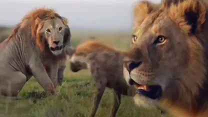 مستند حیات وحش - لحظات شگفت انگیز حیوانات در یک ویدیو