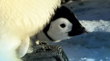 مستند حیات وحش - مسابقه پنگوئن برای غذا در یک ویدیو