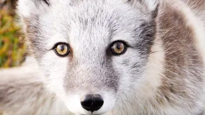 مستند حیات وحش - نجات روباه قطبی در چند دقیقه