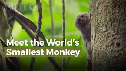 در این ویدیو با کوچکترین میمون جهان اشنا شوید!