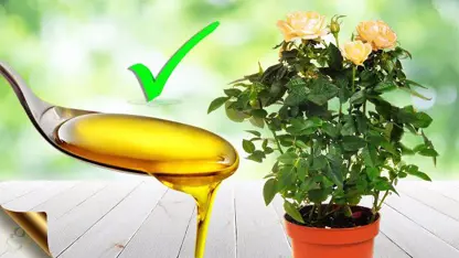 روش استفاده از روغن neem برای مبارزه با افت های گیاهی