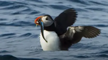 مستند حیات وحش - شکار ماهی ها در یک ویدیو