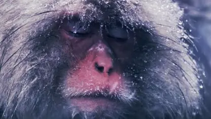 تصاویر تماشایی از زندگی میمون ها در برف