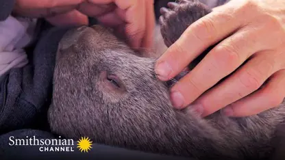 مستند حیات وحش - کانگورویی یتیم در یک ویدیو