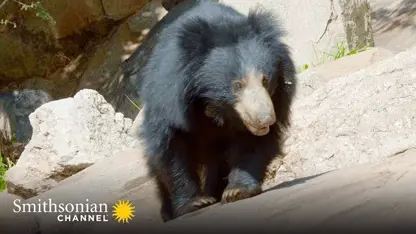 مستند حیات وحش - خرس مادر بدنبال ماکیان در جستجوی غذا