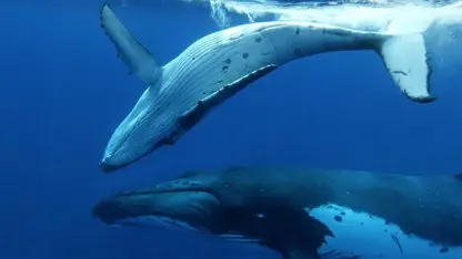 مستند حیات وحش - زمان بازی بچه نهنگ در یک نگاه