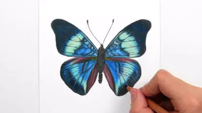 طراحی و رنگ امیزی یک پروانه زیبا با مداد رنگی